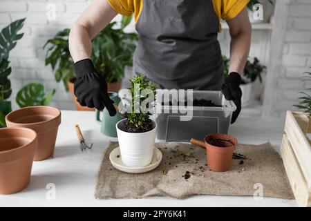 Gärtnerin, die Zimmerpflanzen in Töpfen auf Holztisch-Nahaufnahme transplantiert. Konzept des Heimgartens und pflegende Pflanzen im Blumentopf Stockfoto