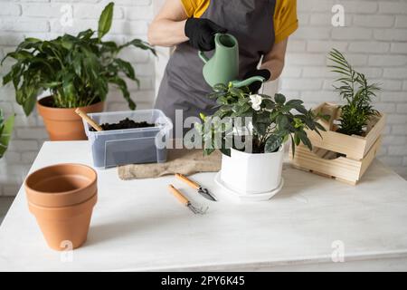 Nahaufnahme des Gartenhauses. Eine Frau, die zu Hause eine grüne Pflanze aus der Gießkanne wieder pflanzt und bewässert. Topfpflanzen zu Hause, Dschungel zu Hause, Blumendekor. Blumenladen-Konzept Stockfoto