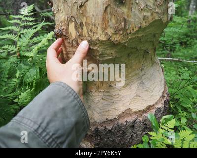 Ein Baum, der von einem Biber genagt wurde. Beschädigte Rinde und beschädigtes Holz. Die Arbeit eines Bibers für den Bau eines Dammes. Taiga, Karelien. Jagen und Angeln. Vitalaktivität forsteuropäischer Tiere. Frauenhand. Stockfoto