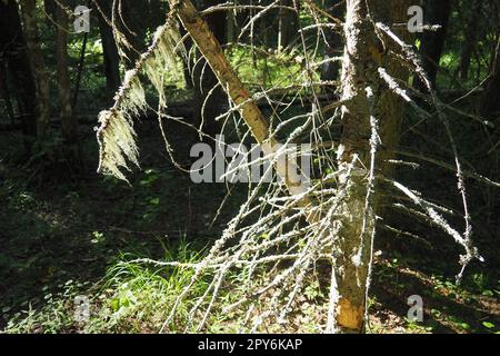 Taigabiom dominiert von Nadelwäldern. Picea Fichte, Gattung der immergrünen Nadelbäume der Pinienfamilie. Russland, Karelien, Orzega. Dichter Wald. Schreckliche Schüssel. Wilder, verlassener Wald. Stockfoto