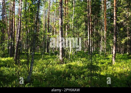 Taigabiom dominiert von Nadelwäldern. Picea Fichte, Gattung der immergrünen Nadelbäume der Pinienfamilie. Russland, Karelien, Orzega. Dichter Wald. Schreckliche Schüssel. Wilder, verlassener Wald. Stockfoto