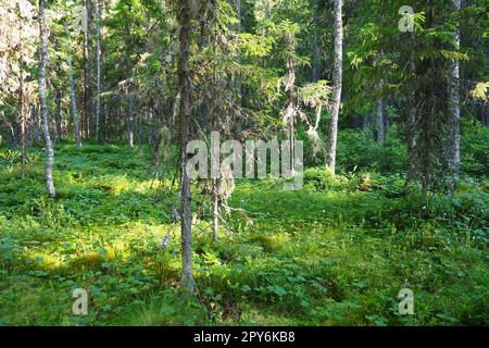 Taigabiom dominiert von Nadelwäldern. Picea Fichte, Gattung der immergrünen Nadelbäume der Pinienfamilie. Russland, Karelien, Orzega. Dichter Wald. Schreckliche Schüssel. Wilder, verlassener Wald. Stockfoto