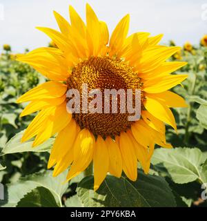 Die Helianthus-Sonnenblume ist eine Gattung von Pflanzen der Familie der Asteraceae. Jährliche Sonnenblumen und Tuberöse Sonnenblumen. Landwirtschaftliches Feld. Blühende Knospe mit gelben Blütenblättern. Fell hinterlässt eine große Blume. Biene Stockfoto