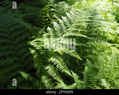 Farnpflanze im Wald. Wunderschöne anmutige grüne Blätter. Polypodiphyta, eine Abteilung für Gefäßpflanzen, die moderne Farne und alte höhere Pflanzen umfasst Stockfoto