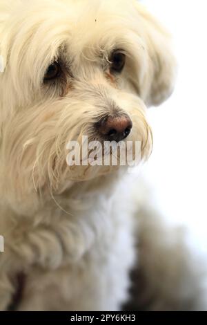 Weißer bichon-Hund als schönes Tierporträt Stockfoto