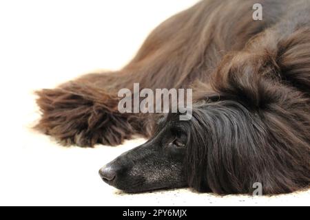 Schwarzer Collie-Hund isoliert auf weißem Hintergrund Stockfoto