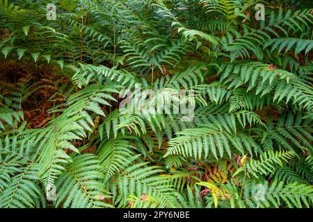 Farnblätter im Wald Stockfoto