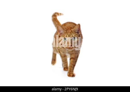 Süße rote Katze, die in die Kamera schaut. Isoliert auf weißem Hintergrund. Stockfoto