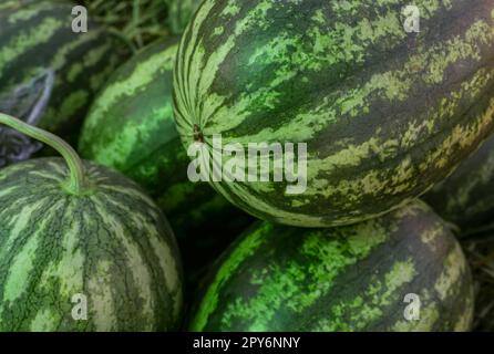 Großhaufen Wassermelonen mit grüner Schale auf dem Markt. Wassermelone aus einem Biobauernhof. Tropische saftige Fleischfrüchte. Gesundes Essen. Früchte des Sommers. Die süße, saftige rote oder rosa Frucht. Stockfoto