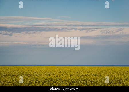 Vergewaltigungsfeld und Landschaftsfoto mit blauem Himmel Stockfoto