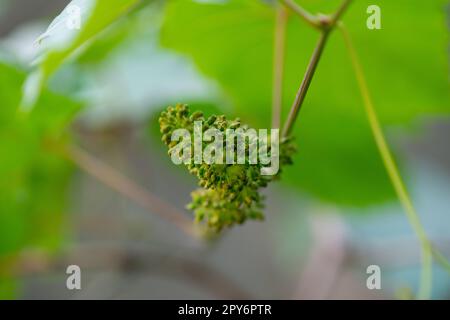 Die Trauben blühen im Garten. Stockfoto