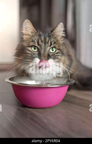 Lustige tabby tat, die an einem Futternapf, auf den Boden gelegt und die Zunge. Stockfoto