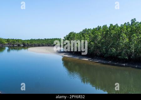 Gambia - Banjul, Makasutu National Park - Mangroves River in Bufuloto Stockfoto