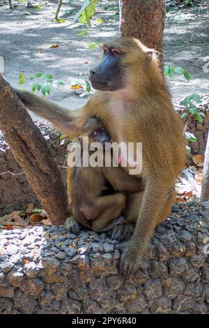 Gambia - Banjul, Makasutu National Park - Boboon Monkeys in Bufuloto Stockfoto