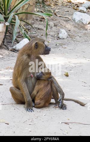 Gambia - Banjul, Makasutu National Park - Boboon Monkeys in Bufuloto Stockfoto