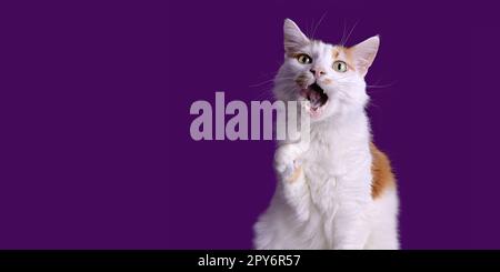 Lustige Katze, die die Pfote hebt und mit offenem Mund auf violettem Hintergrund ein lustiges Gesicht macht. Panoramabild mit Kopierraum. Stockfoto