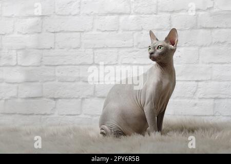Sphynx Hairless Cat sitzt auf einer Pelzdecke und schaut weg. Horizontales Bild mit Kopierbereich. Stockfoto