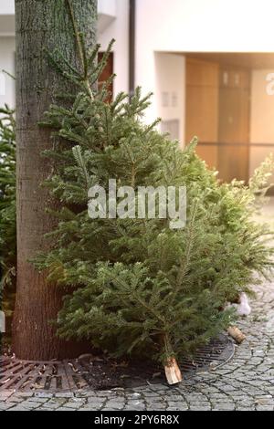 Der weihnachtsbaum wurde nach dem Feiertag weggeworfen und lehnte sich an einen Baum. Stockfoto