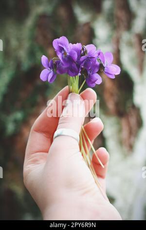 Nahaufnahme eines kleinen Haufens Wildblumen Konzeptfotos Stockfoto