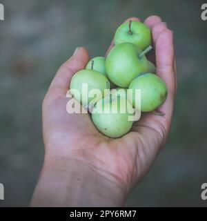 Nahaufnahme männliche Hand mit Äpfeln Konzeptfoto Stockfoto
