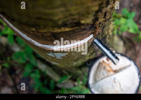 THAILAND PRACHUAP BANG SAPHAN GUMMIBAUM Stockfoto