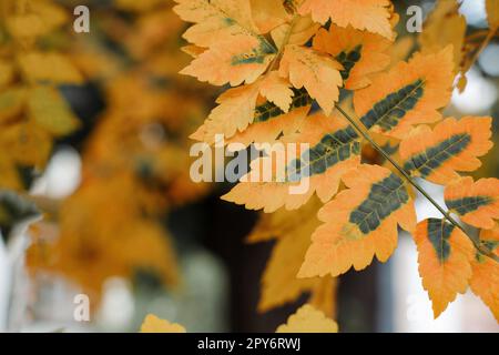 Orangefarbene und grüne Baumblätter im Herbst. Koelreuteria paniculata Golderain-Baum Stockfoto