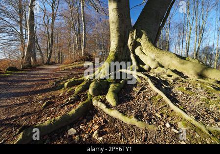 Winter in Bielefeld, Ochsenheide, Buchenbäume und -Wurzeln, Ostwestfalen, Nordrhein-Westfalen, Deutschland, Westeuropa Stockfoto