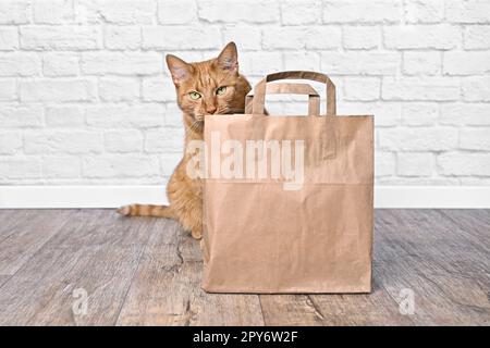 Süße rote Katze, die hinter einer Einkaufstasche sitzt und in der Kamera neugierig aussieht. Stockfoto