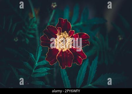 Französische Ringelblume im Garten Stockfoto