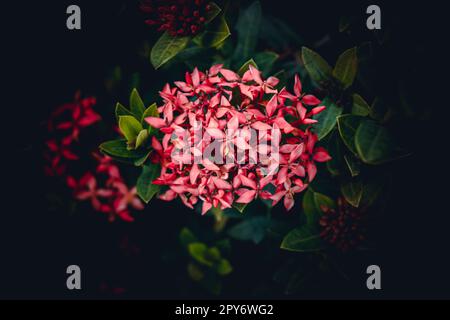 Chinesische ixora, Ixora chinensis, westindische Jasminblume im Garten Stockfoto