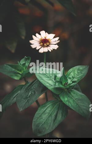 Weißes gemeines Zinnia, elegante Zinnia-Blume im Garten mit dunklem Hintergrund Stockfoto