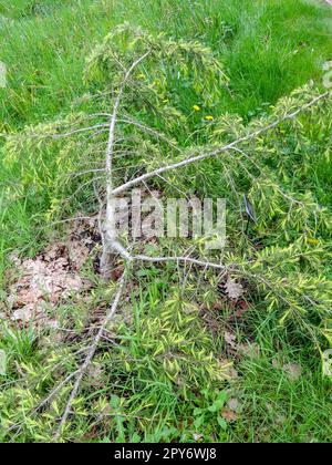 Tief hängend, weinend, Cedrus Deodara Golden Horizon. Natürliche, gemusterte Pflanze po Stockfoto