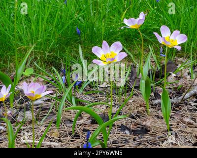 Diminutive Tulipa saxatilis (Bakeri-Gruppe) Lilac Wonder, blüht im Sonnenschein. Natürliche Nahaufnahmen Stockfoto