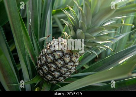 THAILAND PRACHUAP HUA HIN ANANASPLANTAGE Stockfoto