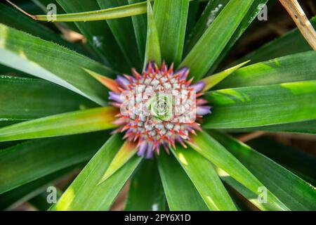 THAILAND PRACHUAP HUA HIN ANANASPLANTAGE Stockfoto