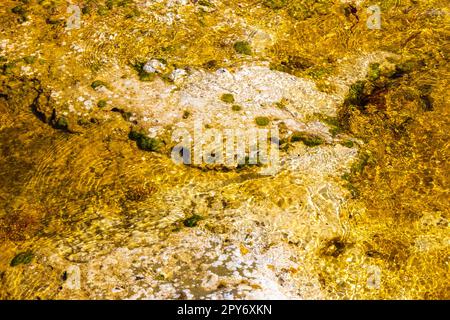 Steine Felsen Korallen Algen Türkis farbenfrohes Wasser am Strand Mexiko. Stockfoto