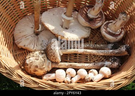 Ein Korb mit verschiedenen Pilzen aus dem Wald Stockfoto