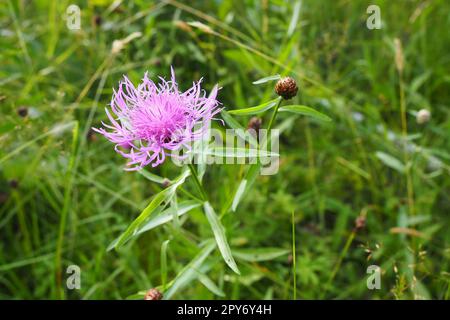 Wiesenmaisblume Centaurea jacea ist eine Ackerpflanze, eine Art der Gattung Cornflower der Familie Asteraceae oder Asteraceae. Wächst auf Wiesen und Waldkanten. Violette, elegante Blume. Karelien Stockfoto