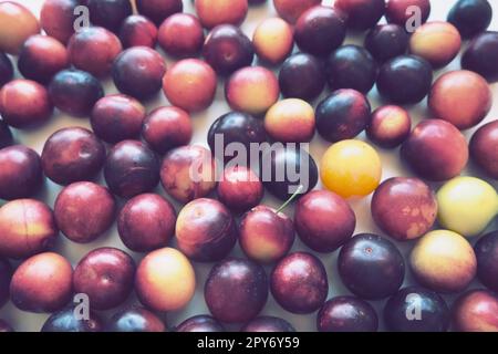 Kirschpflaume auf weißem Hintergrund. Eine gelb-rote Kirschpflaumenmischung wurde gerade von einem Baum entfernt. Köstliche frische Pflaumenbeeren. Appetietitanreger großer Kirschpflaumenkatalog. Essen auf weißem Hintergrund Stockfoto