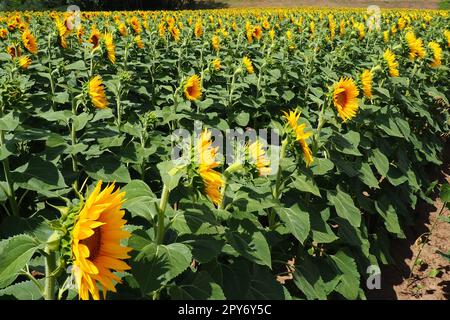 Landwirtschaftliches Sonnenblumenfeld. Die Helianthus-Sonnenblume ist eine Gattung von Pflanzen der Familie der Asteraceae. Jährliche Sonnenblumen und Tuberöse Sonnenblumen. Blühende Knospe mit gelben Blütenblättern. Pelzige Blätter. Serbien. Stockfoto