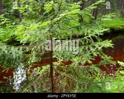 Taigabiom dominiert von Nadelwäldern. Picea Fichte, Gattung der immergrünen Nadelbäume der Pinienfamilie. Russland, Karelien, Orzega. Dichter Wald. Schreckliche Schüssel. Wilder, verlassener Wald. Stockfoto