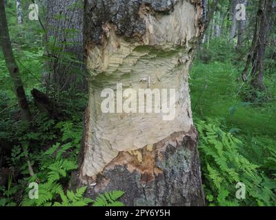 Ein Baum, der von einem Biber genagt wurde. Beschädigte Rinde und beschädigtes Holz. Die Arbeit eines Bibers für den Bau eines Dammes. Taiga, Karelien, Russland. Jagen und Angeln. Lebensaktivität der europäischen Waldtiere. Stockfoto