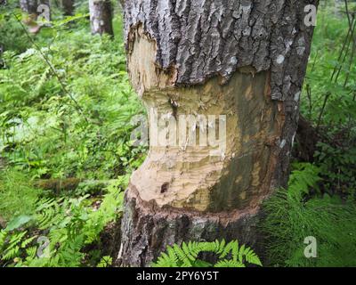 Ein Baum, der von einem Biber genagt wurde. Beschädigte Rinde und beschädigtes Holz. Die Arbeit eines Bibers für den Bau eines Dammes. Taiga, Karelien, Russland. Jagen und Angeln. Lebensaktivität der europäischen Waldtiere. Stockfoto