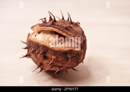 Esskastanien, Samen mit Rosskastanienkapsel (Aesculus hippocastanum) Stockfoto