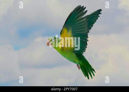 Orangefarbener Sittich Stockfoto