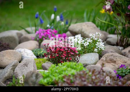 Schöne bunte Frühling Steingarten, blühende Blumen Stockfoto