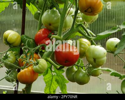 Tomaten reifen auf einem Zweig in einem Gewächshaus Stockfoto