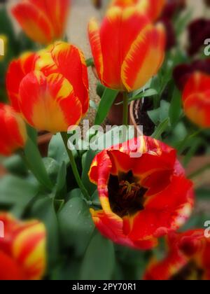 Tulipa Banja Luka, Tulip Banja Luka, die im Frühlingssonnenschein strahlen. Natürliche Nahaufnahme blühender Pflanzen Porträts Stockfoto