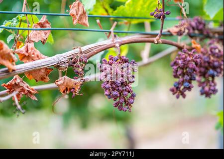 Schrumpfhaufen lila Trauben, zu viel Sonne und Hitze, schlechtes Wetter, an einer Rebpflanze hängen, schlechte Ernte, Weinberg Stockfoto