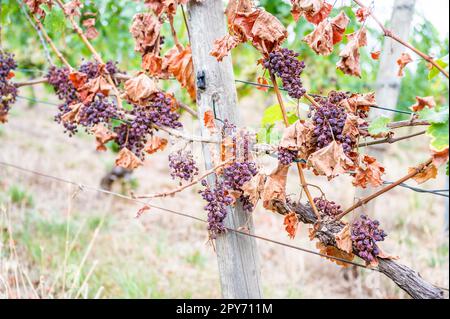 Schrumpfhaufen lila Trauben, zu viel Sonne und Hitze, schlechtes Wetter, an einer Rebpflanze hängen, schlechte Ernte, Weinberg Stockfoto